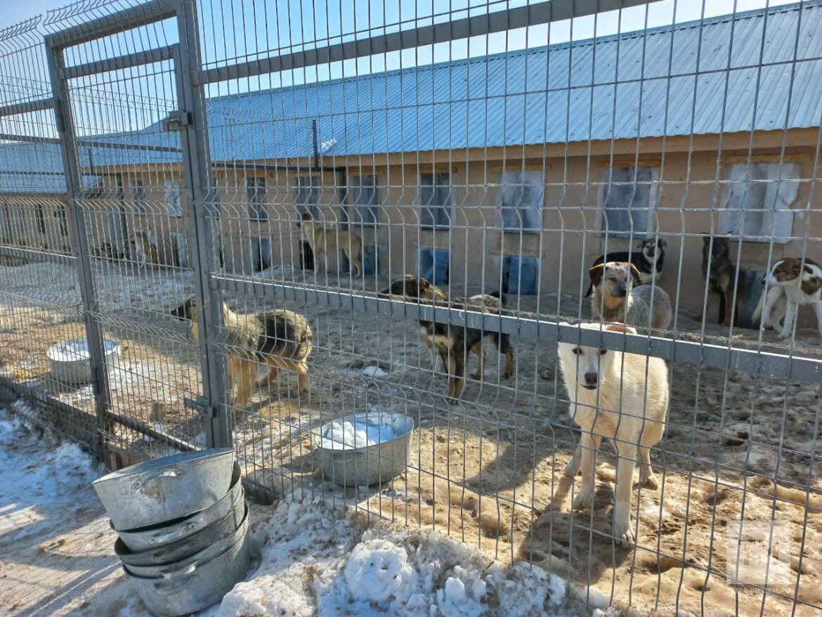 После реконструкции приют в поселке Мирный сможет содержать до 2 тыс.  бездомных собак