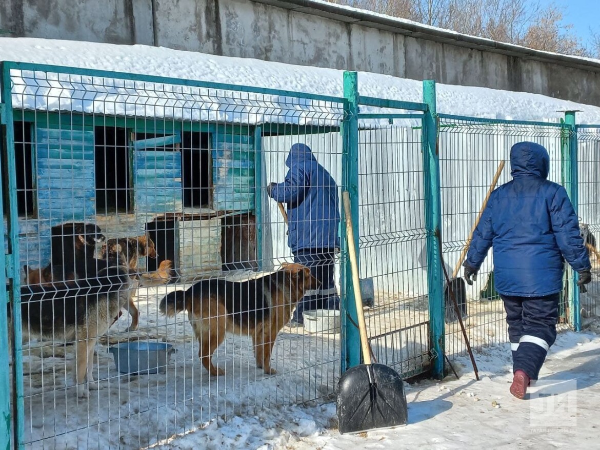 После реконструкции приют в поселке Мирный сможет содержать до 2 тыс. бездомных  собак