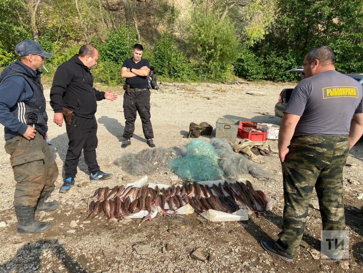 Инспекторы рыбоохраны поймали браконьеров, которые наловили в Каме рыбы на  375 тысяч