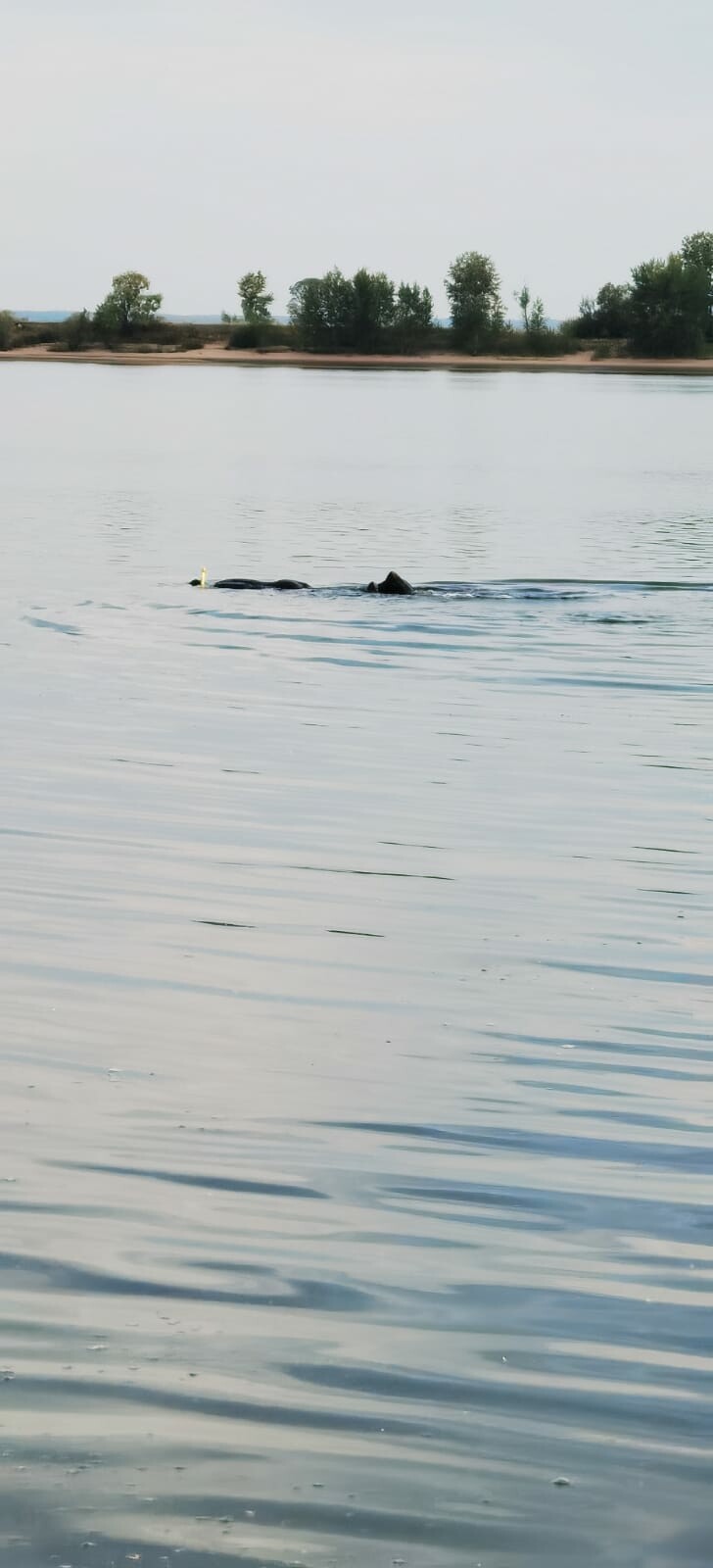 В Тукаевском районе на реке Кама водолазы ищут пропавшую женщину |  26.05.2023 | Казань - БезФормата