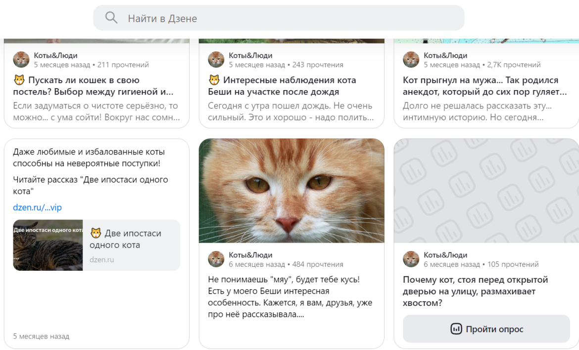 Воскресная польза: обзор каналов о котах