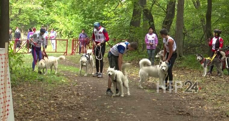 В Нижнекамске прошли гонки на собачьих упряжках на дистанции 5 км