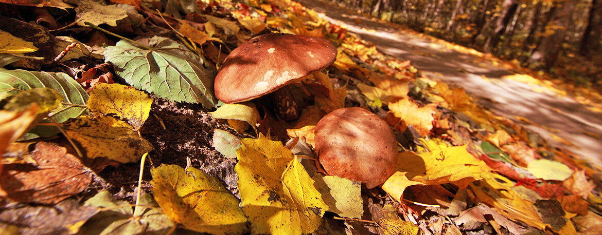«Обычно в это время собирали опята и грузди»: когда в лесах Татарстана появятся грибы