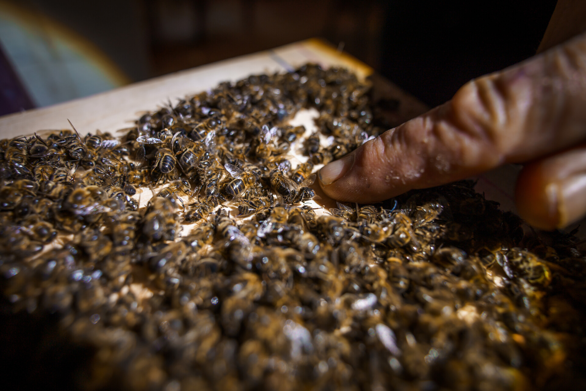 В восьми районах Татарстана зафиксирована массовая гибель пчел