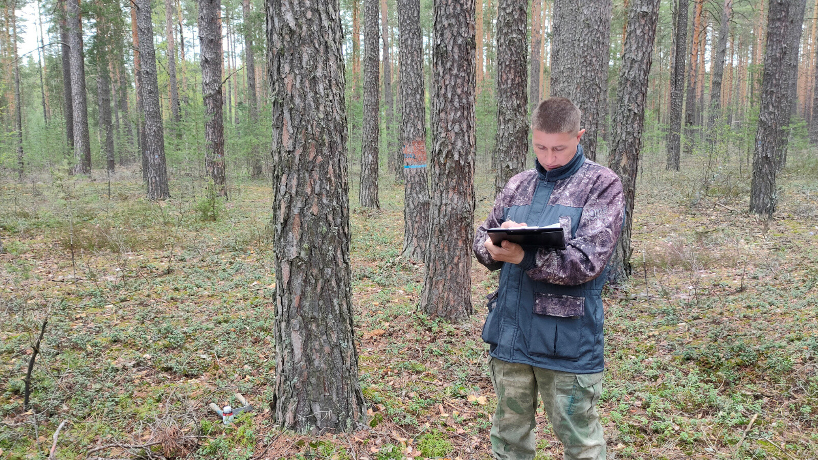 В Татарстане специалисты обследуют 2,4 тыс. га леса для оценки его санитарного состояния