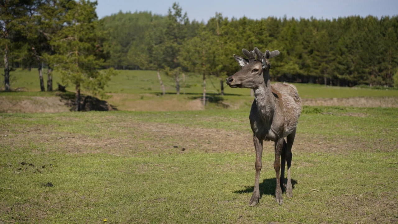 В Татарстане выпустили в естественную среду семь благородных оленей