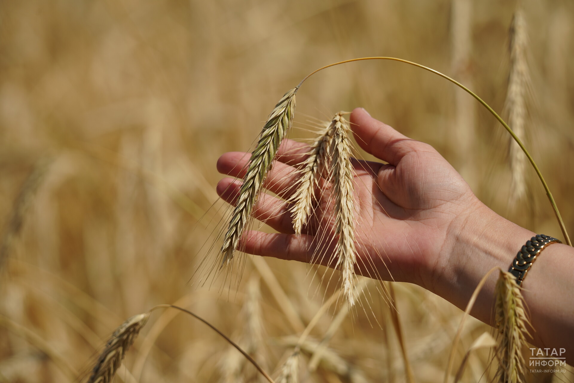 Менликиева: В Татарстане в этом году, скорее всего, будет твердая пшеница