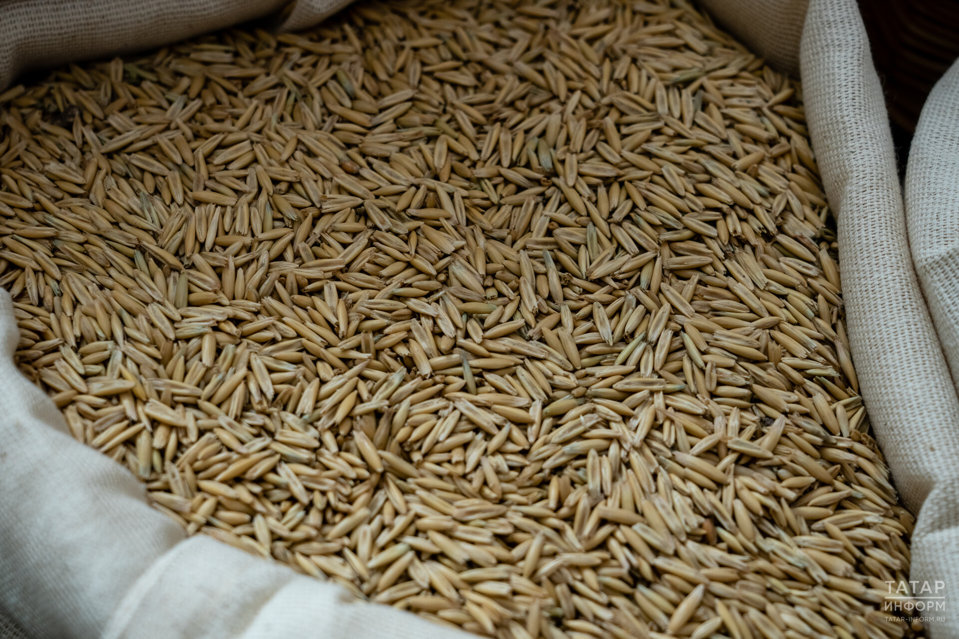 При проверке зерна на экспорт в Татарстане не выявили некачественной продукции