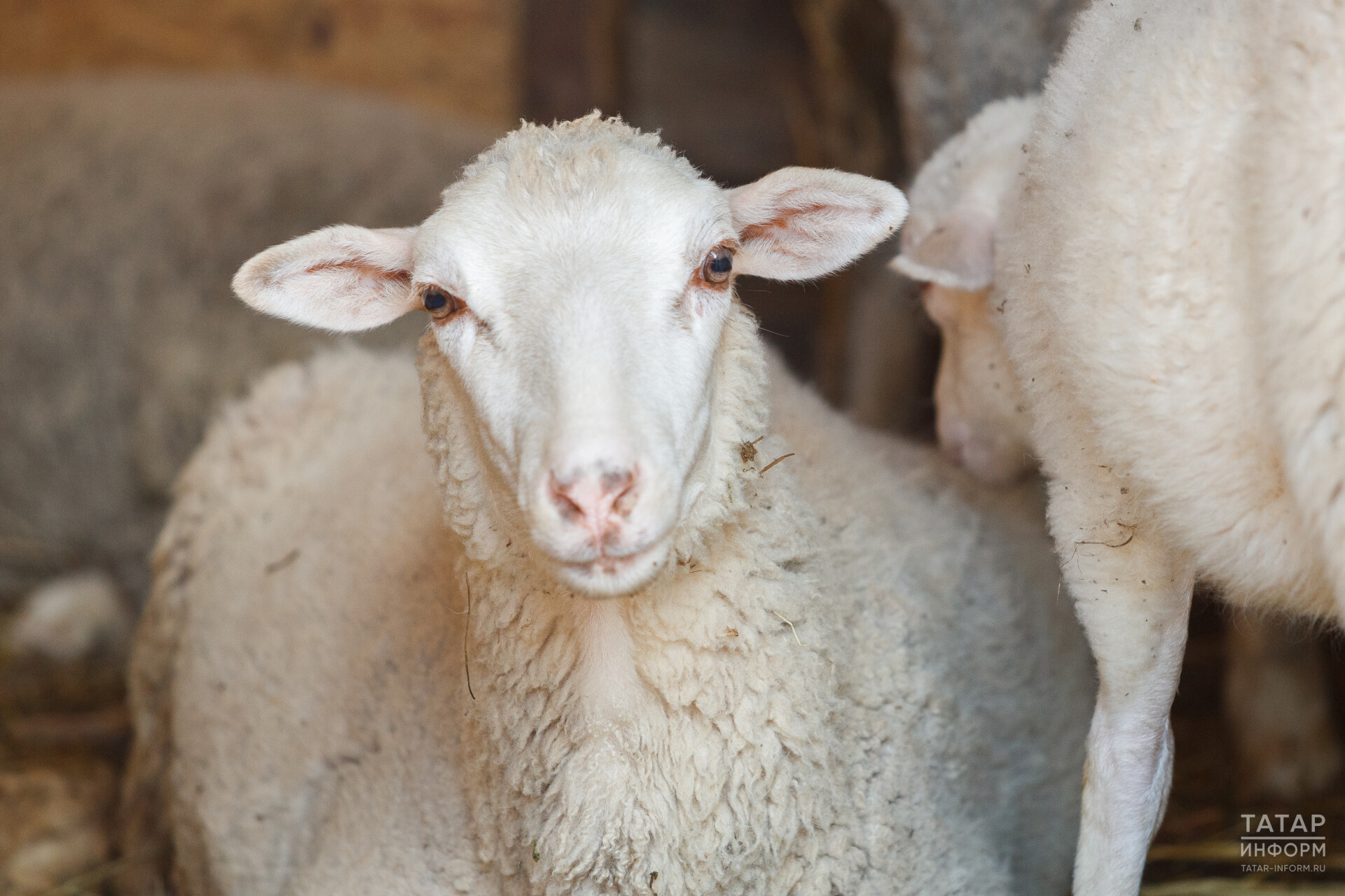 У завезенных в Казань на Курбан-байрам фермером овец не нашли бруцеллеза