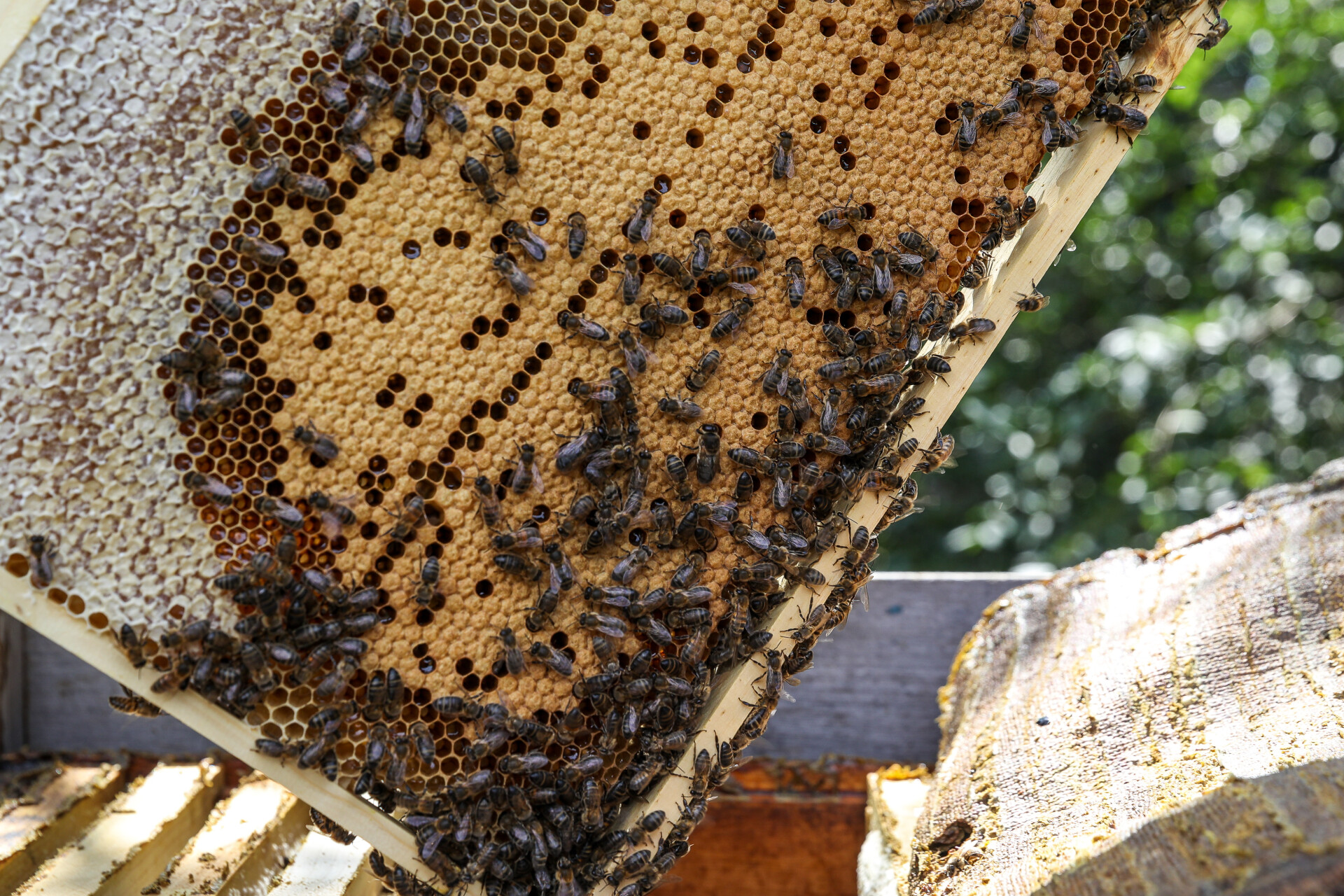 На Татарстан приходится 5% пчелосемей России
