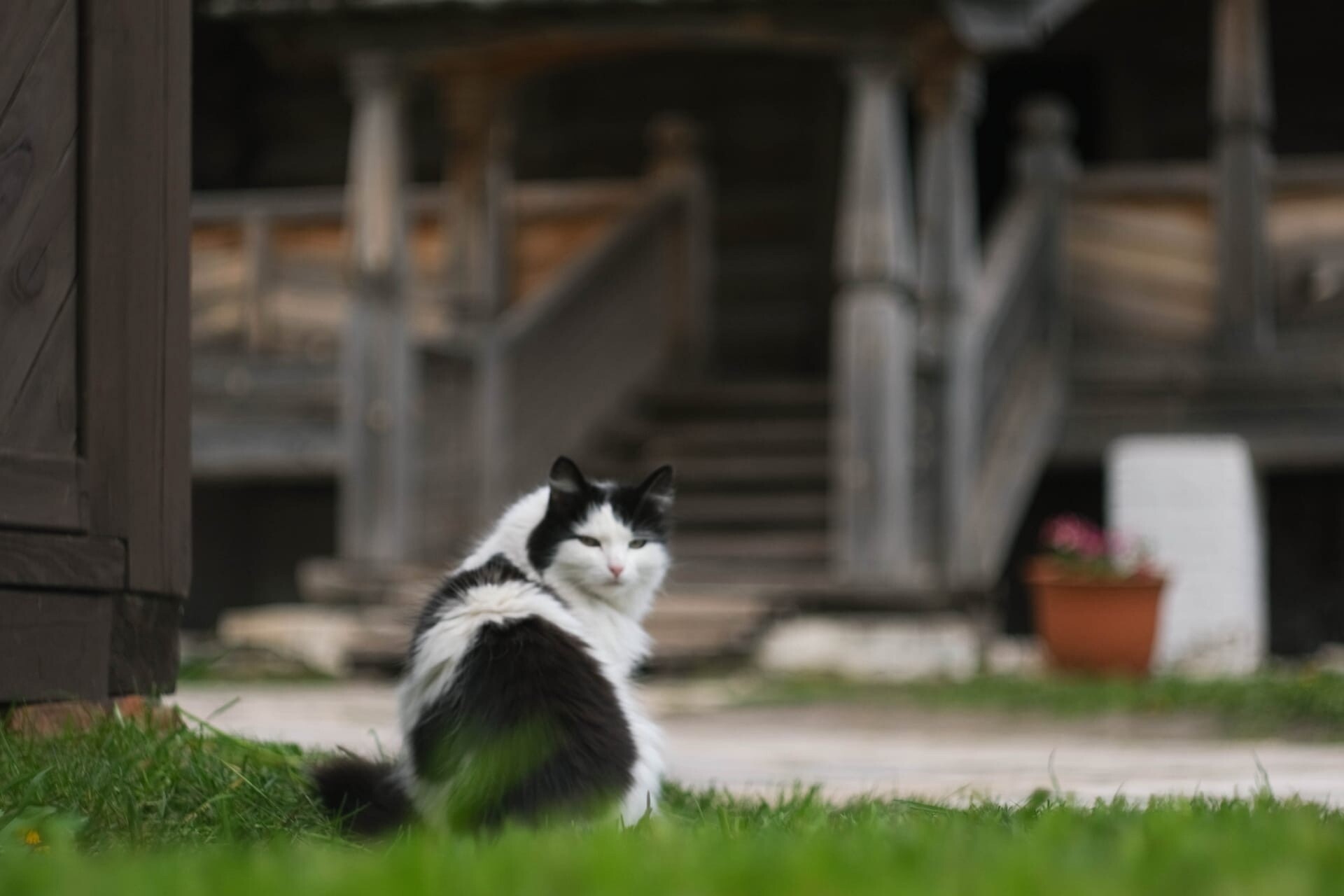 В Свияжске пройдет благотворительный аукцион в пользу бездомных кошек