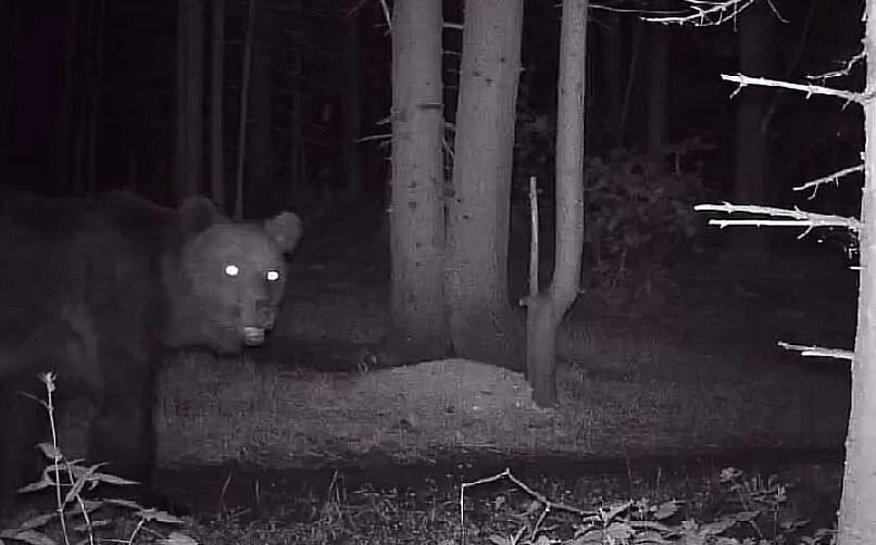 В Буинком районе в «видеоловушку» попал медведь