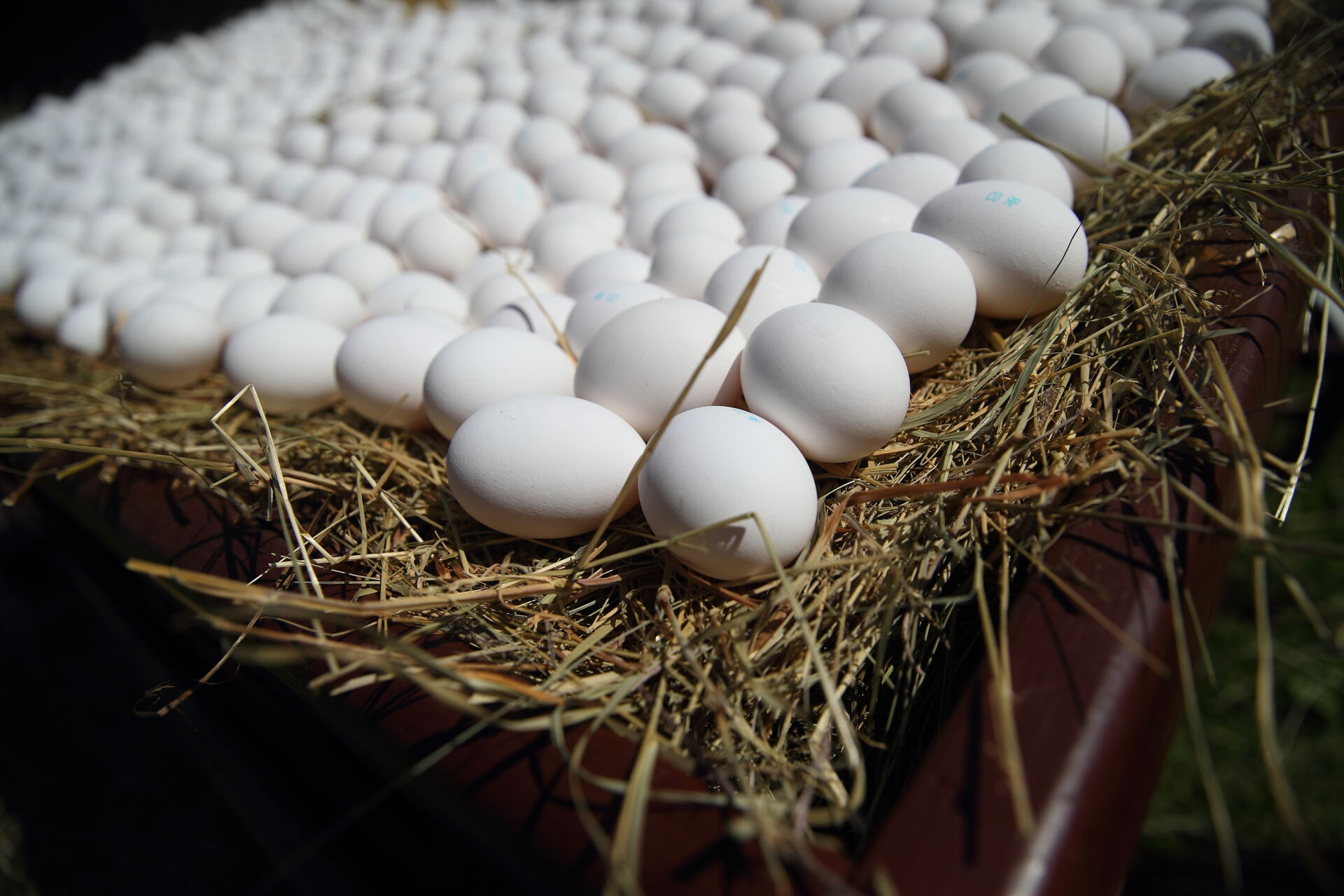 В Татарстане подешевели яйца и огурцы