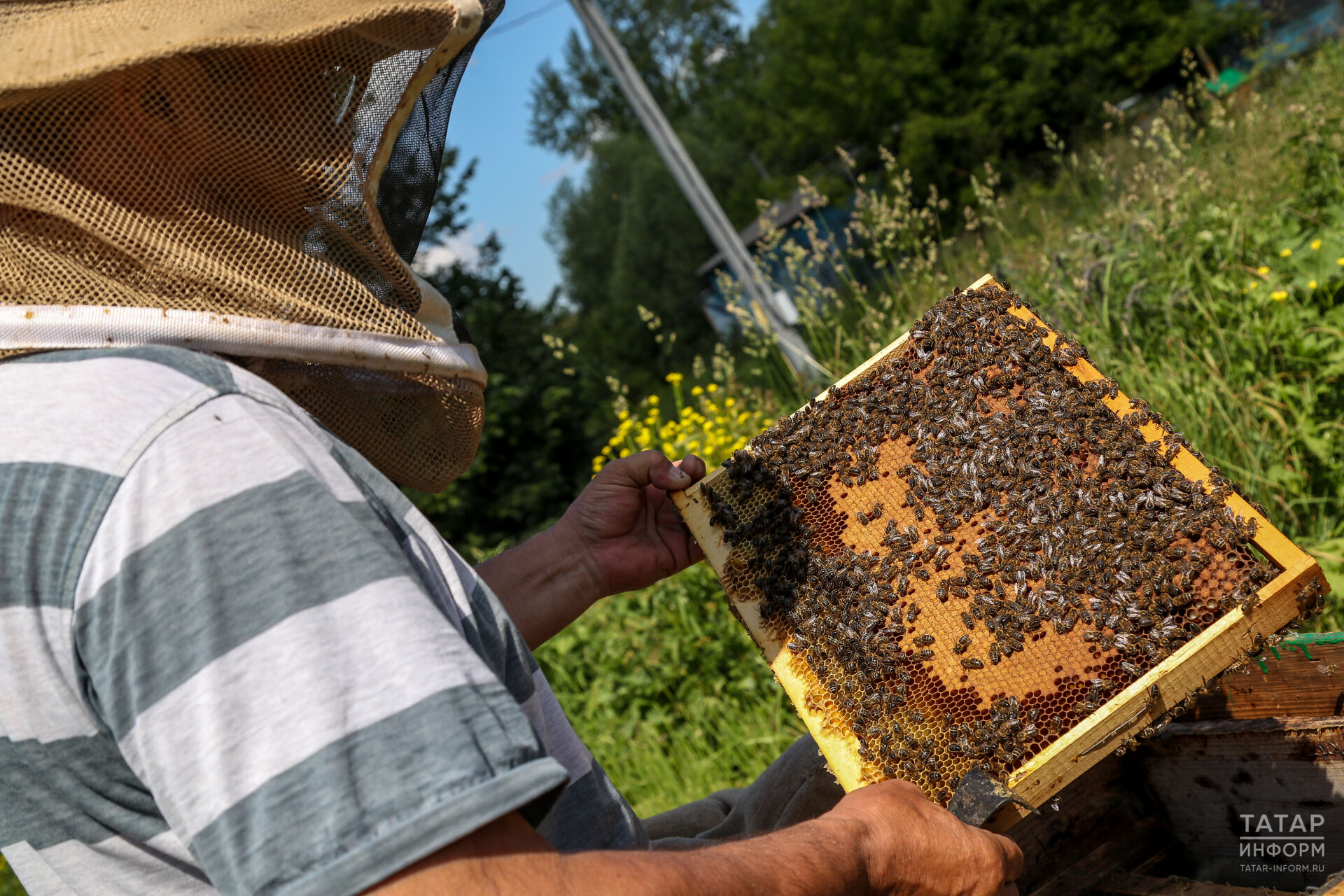 Последние восемь лет в Татарстане фиксируют снижение популяции пчел
