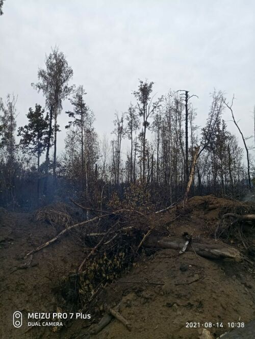 Пожарные из Татарстана приступили к тушению заповедника в Мордовии