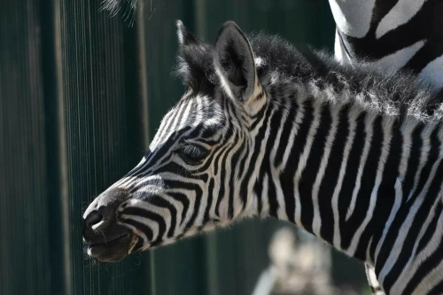 Стало известно, как назвали детеныша зебры в казанском зоопарке