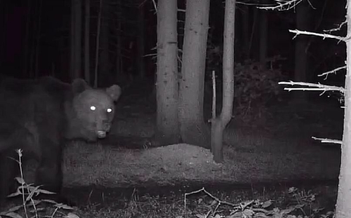 В Буинском районе в «видеоловушку» попал медведь