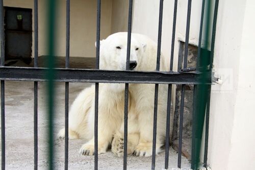 В Казанском зоопарке планируют искусственно оплодотворить белую медведицу Малышку