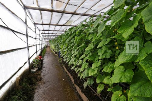 Семья Минхаировых из Арского района выращивают огурцы в теплице