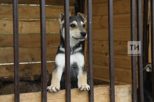 Приют для беспризорных собак