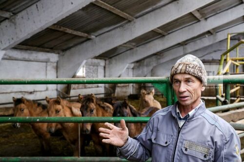 Производство кумыса в конном хозяйстве Лениногорский район РТ