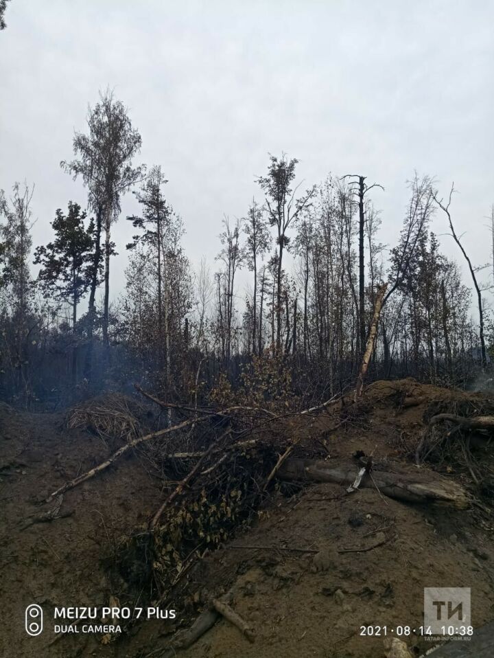 Пожарные из Татарстана приступили к тушению заповедника в Мордовии