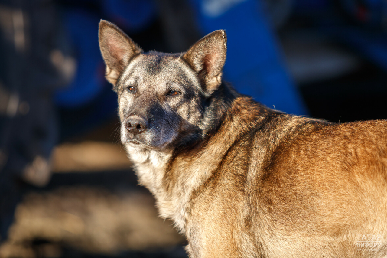 Более 90 собак и кошек из приютов смогут найти хозяев на фестивале WOOF в  Казани