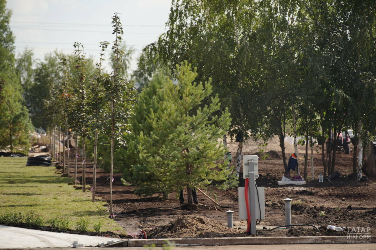 В октябре Татарстан примет участие в природоохранной акции «Сохраним лес»