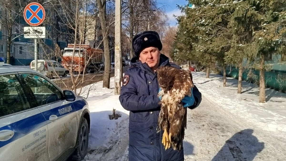 В Алексеевском районе Татарстана спасли орлана-белохвоста, врезавшегося в легковушку